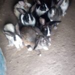 WhatsApp Image 2025-06-05 at 10.04.28 AM